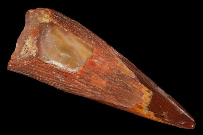 Fossil Pterosaur (Siroccopteryx) Tooth - Morocco #167124